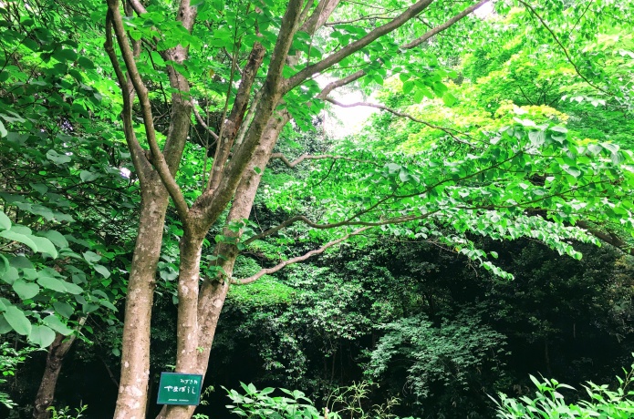 仙台市野草園