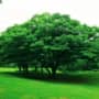 仙台市野草園