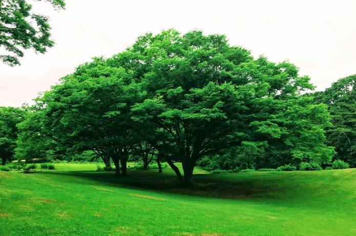 仙台市野草園