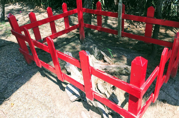 曲木神社　境内にある木の根