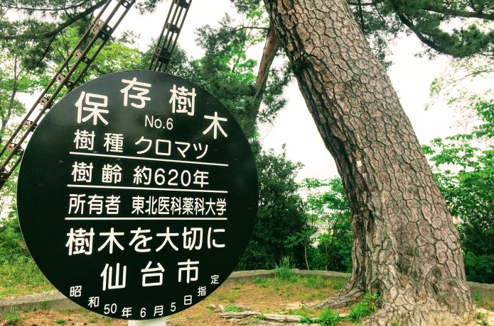 瞑想の松展望台