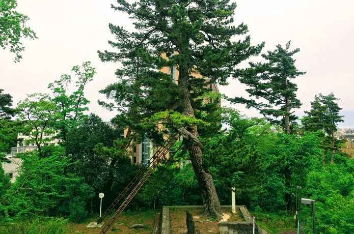 瞑想の松展望台