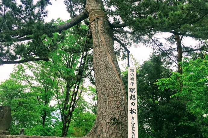 瞑想の松展望台