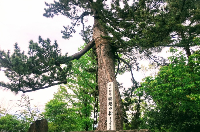瞑想の松展望台