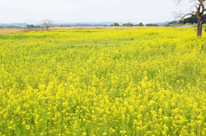 角田市の菜の花