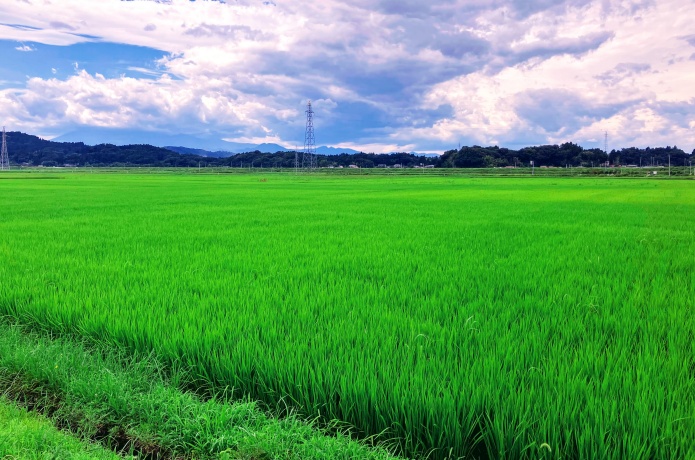 西根田んぼアート