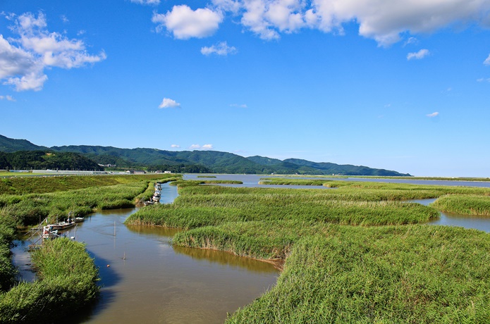 北上川ヨシ原