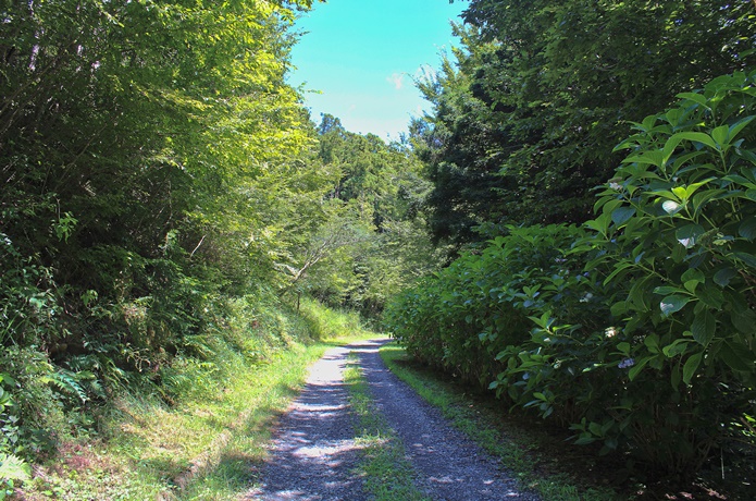 トヤケ森山 登山道.