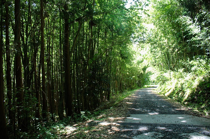 トヤケ森山 竹林