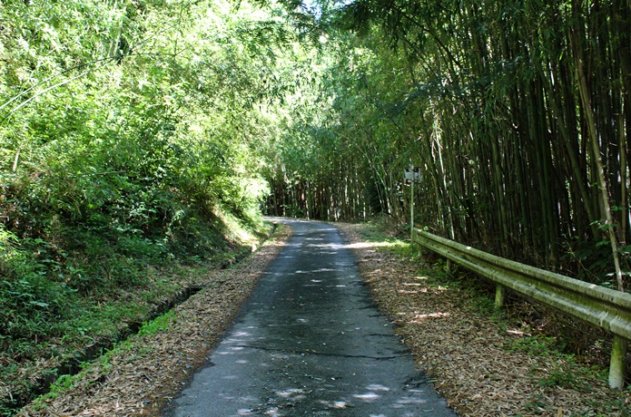 トヤケ森山 登山道　アスファルト