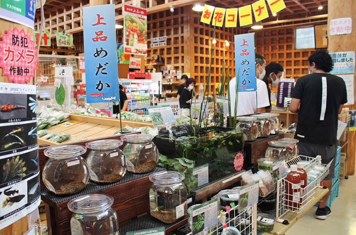 上品の郷 めだか