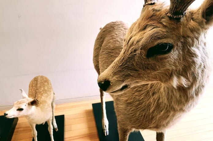 地底の森ミュージアム