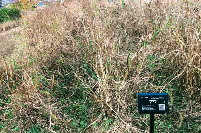 仙台市縄文の森広場