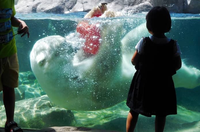 八木山動物公園 フジサキの社