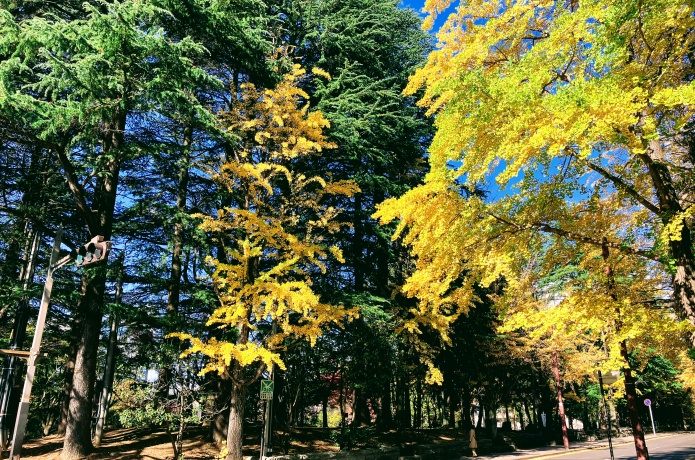 定禅寺通