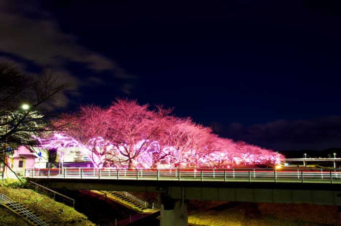 おおがわら桜イルミネーション