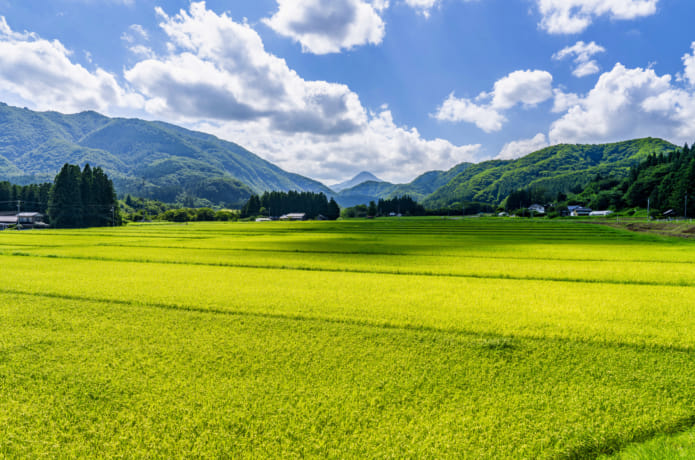 宮城県仙台市の夏の田園風景