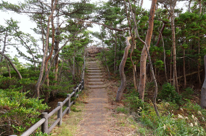龍舞崎にある松に囲まれた遊歩道