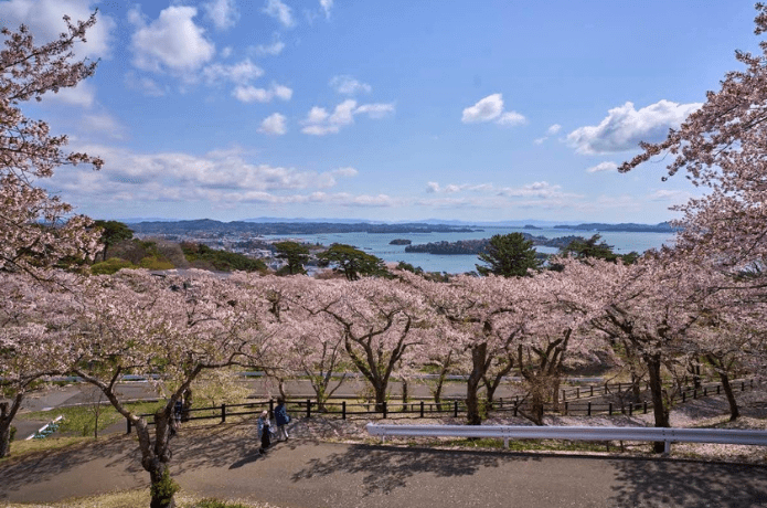 西行戻しの松公園桜