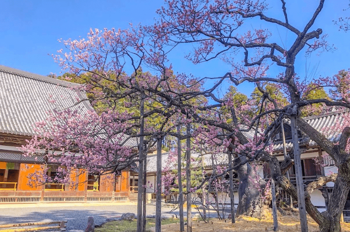 瑞巌寺春の様子
