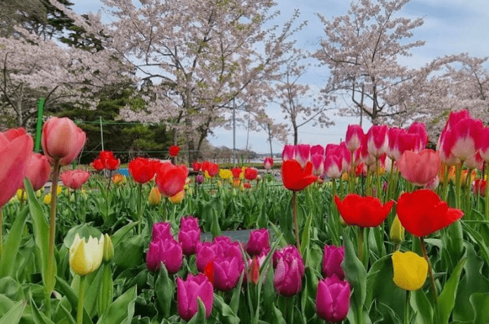 福浦島春の様子