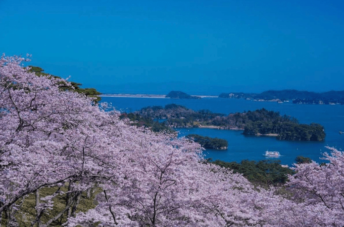西行戻しの松公園からの桜の景色