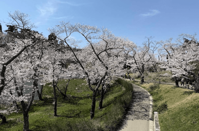 西行戻しの松公園桜並木