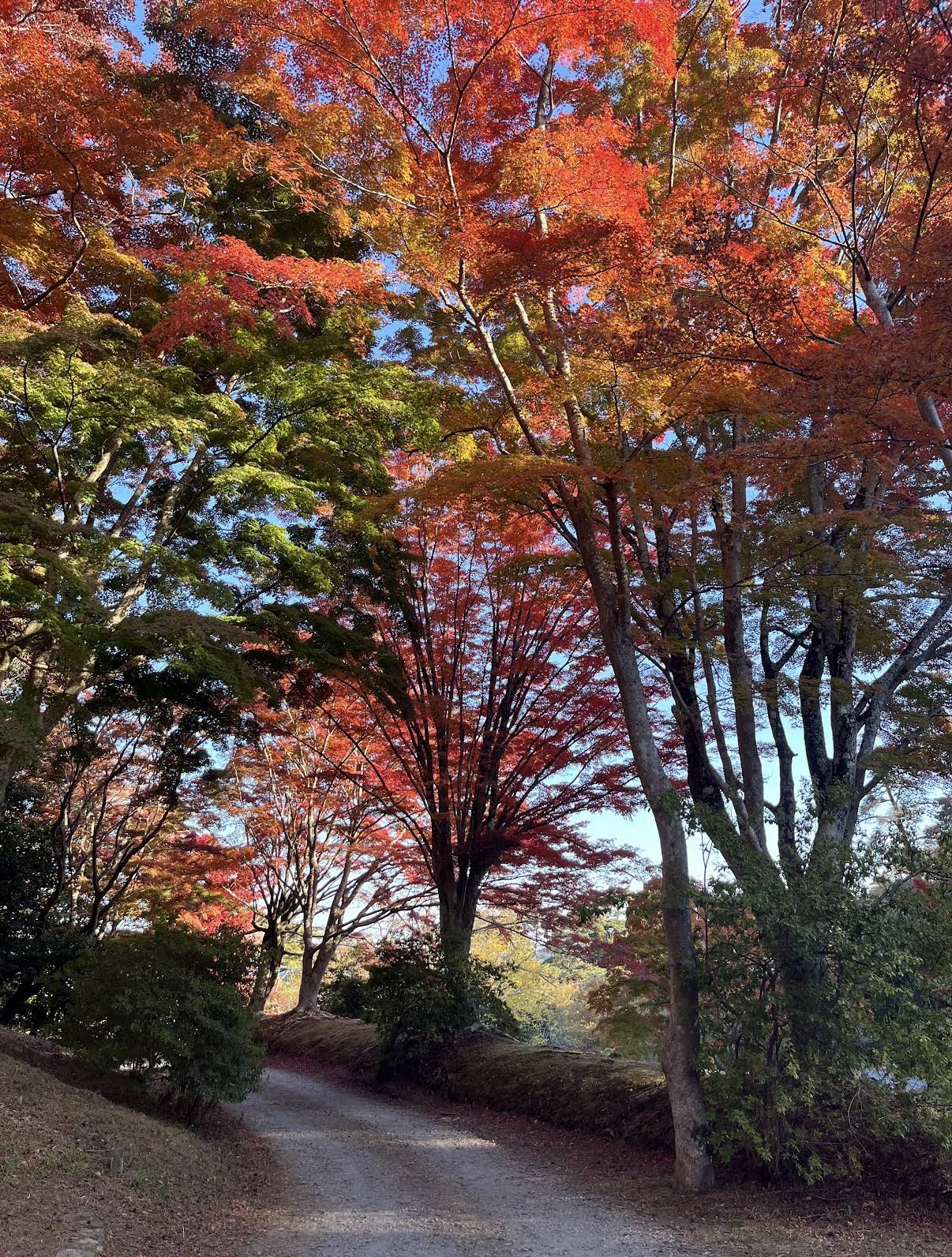 松島扇谷紅葉